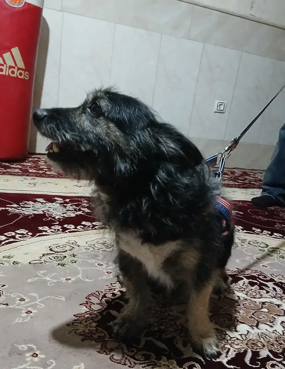 سگ حیوانات|سگ|قم, ولیعصر|دیوار