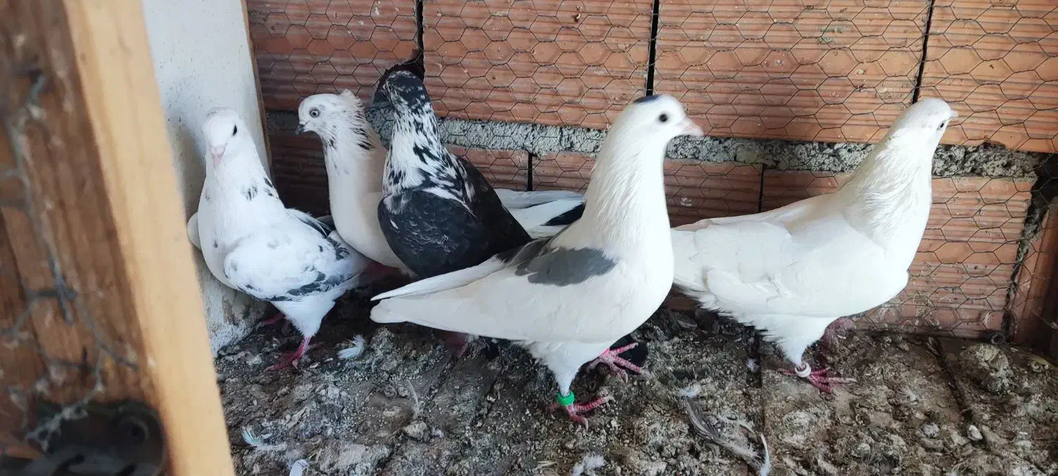 فروش تعدادی کبوتر در قایمشهر|پرنده|قائم‌شهر, |دیوار