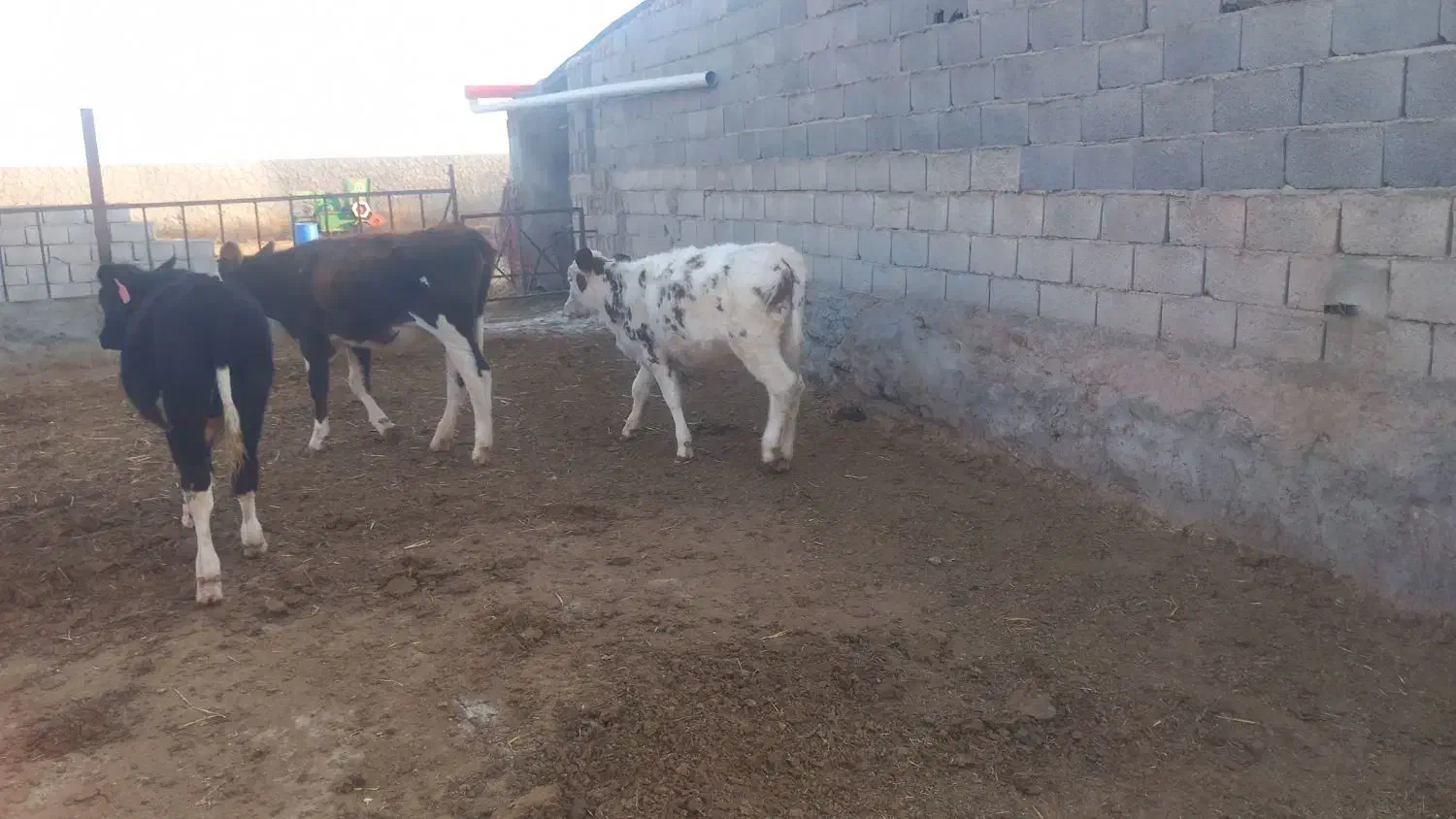 فروش ۵راس گاو گوساله|حیوانات مزرعه|ایلخچی, |دیوار
