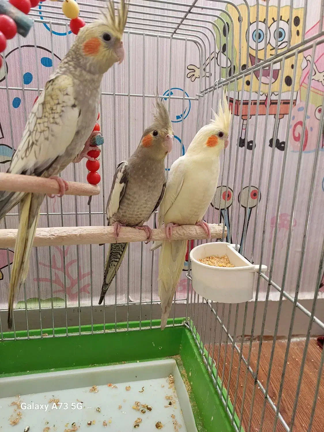 عروس هلندی|پرنده|اهواز, کوی جانبازان(دانش)|دیوار