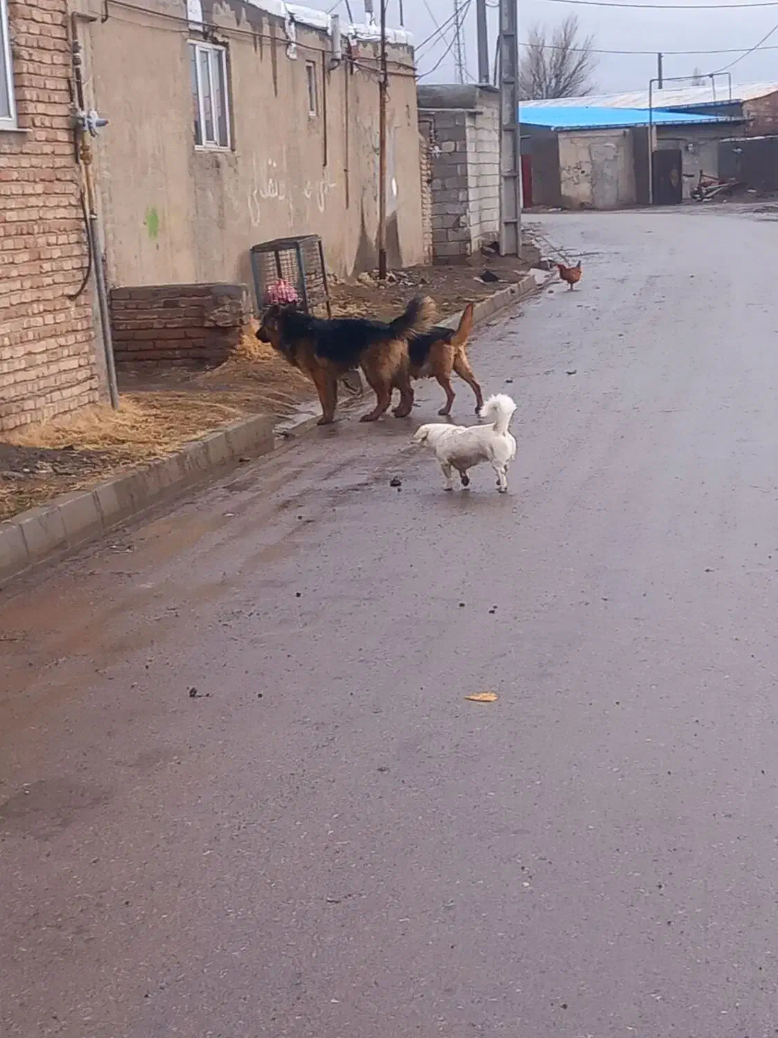 سگ ژرمن نر و ماده|سگ|اردبیل, |دیوار