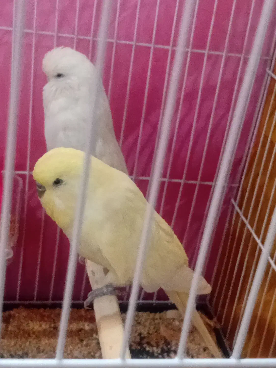 مرغ عشق|پرنده|نیشابور, فردوس شمالی|دیوار