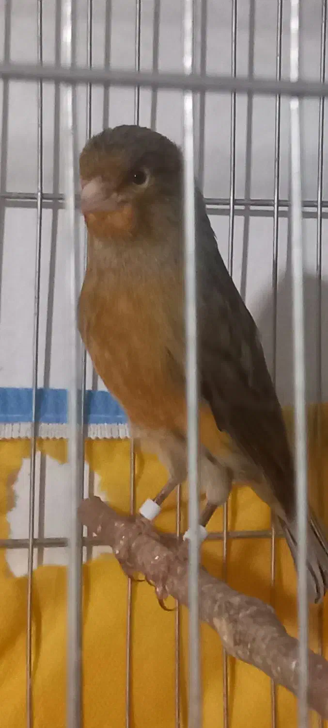 فروش قناری2/800تومان|پرنده|مرودشت, نقش رستم|دیوار