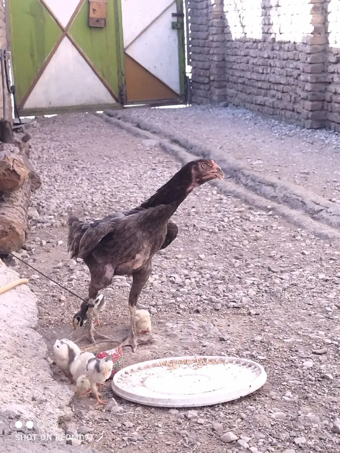 دوعدد جوجه لاری طوس|حیوانات مزرعه|گالیکش, |دیوار