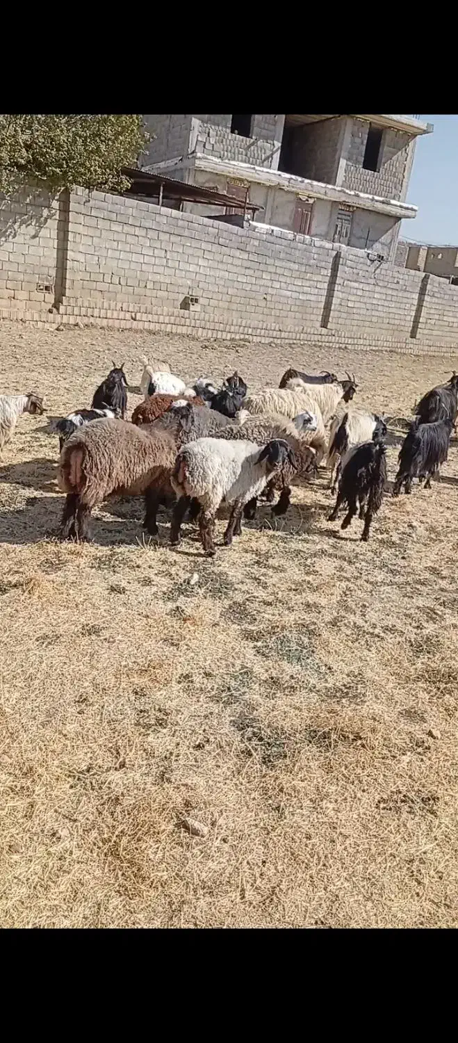 فروش بز، میش،کهره ،بره|حیوانات مزرعه|یاسوج, |دیوار