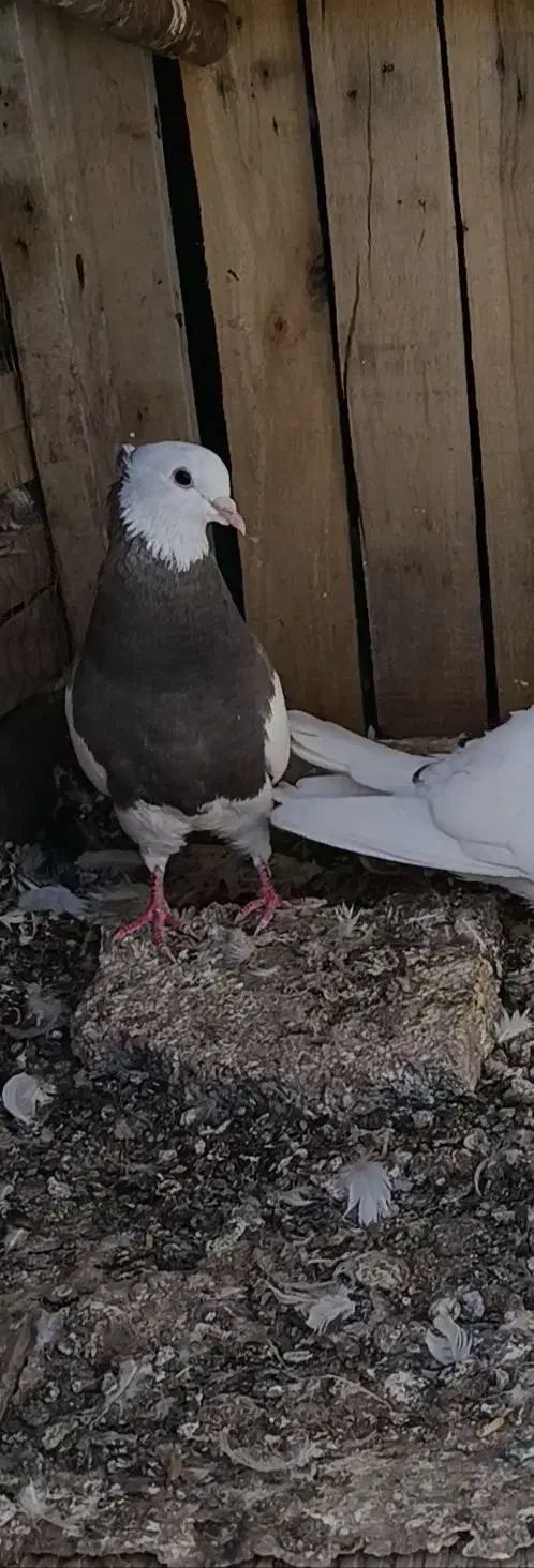 گمشده|حیوانات|ایلام, |دیوار