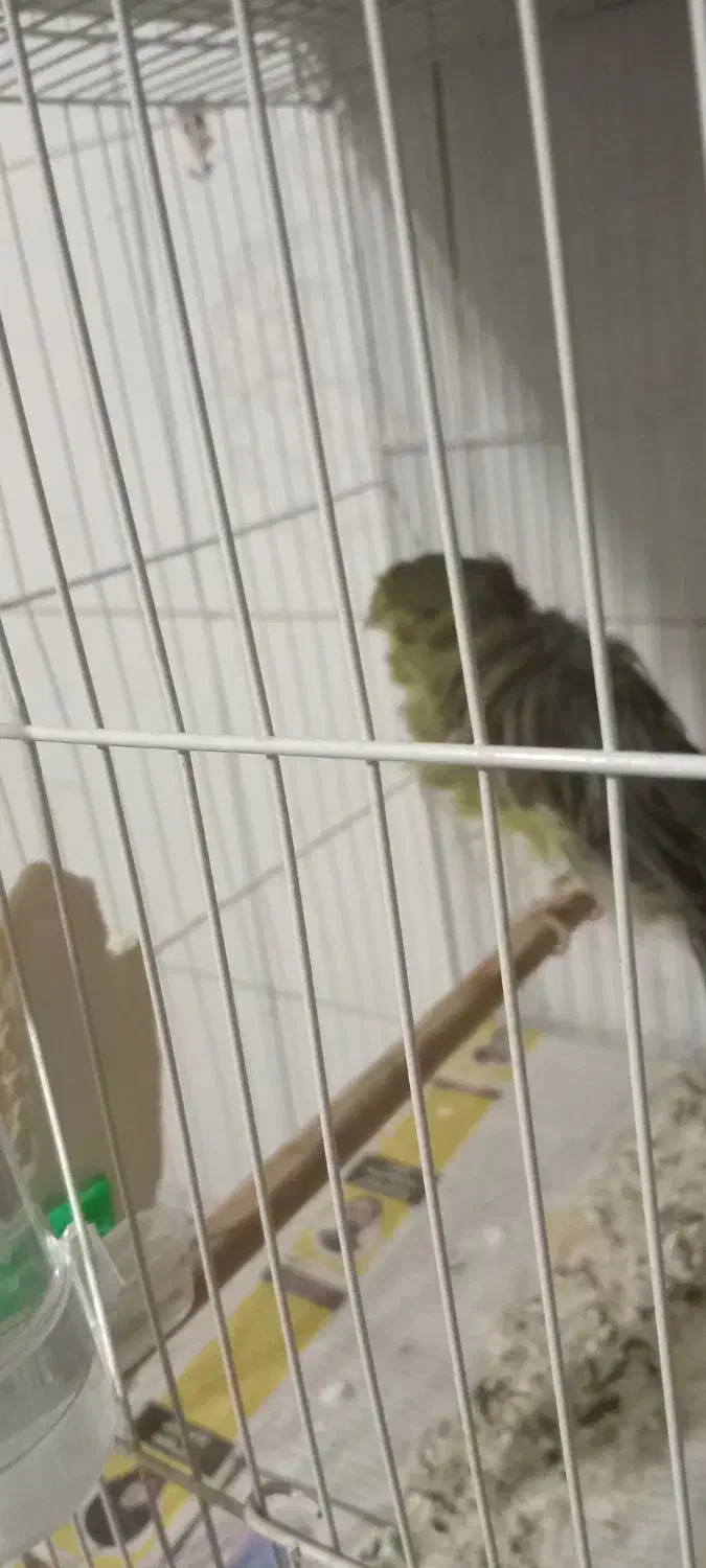 قناری فر آجی نر|پرنده|مشهد, کارمندان دوم|دیوار