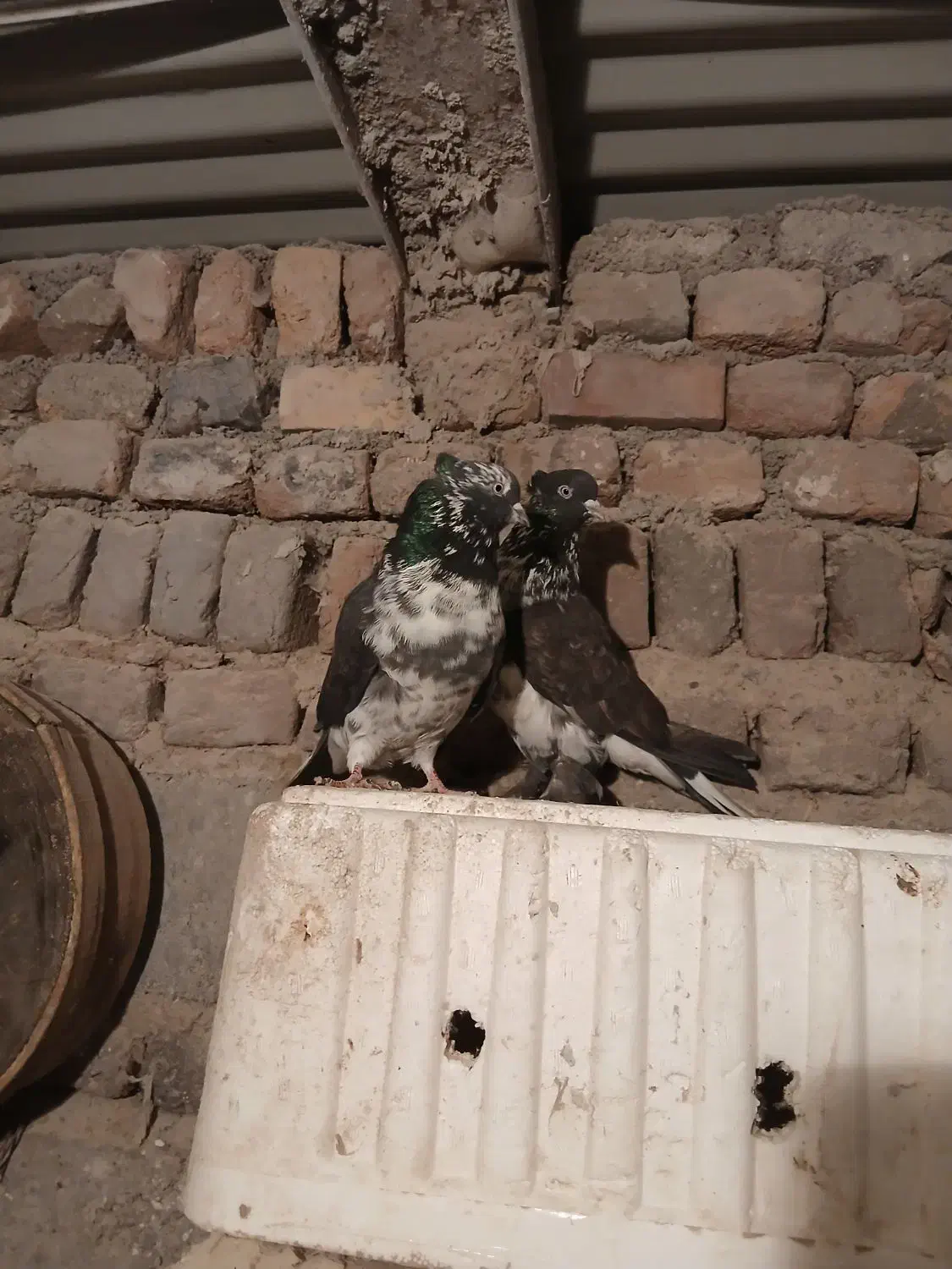 کبوتر|پرنده|اردبیل, |دیوار