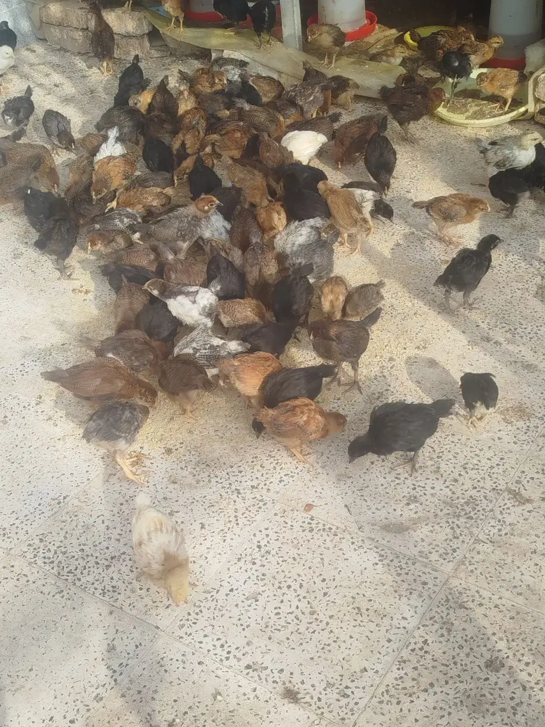 جوجه محلی گلپایگان|حیوانات مزرعه|خلیل آباد, |دیوار