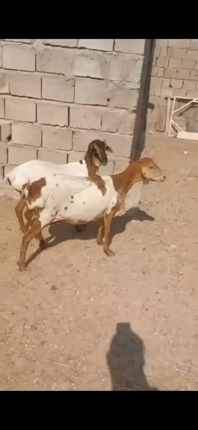 صلال و برشن|حیوانات مزرعه|خرمشهر, |دیوار