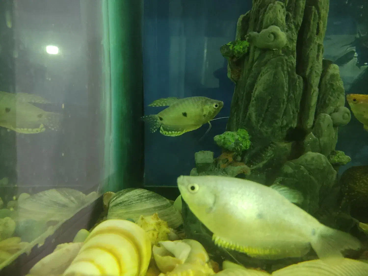 ماهی|ماهی|گرگان, |دیوار