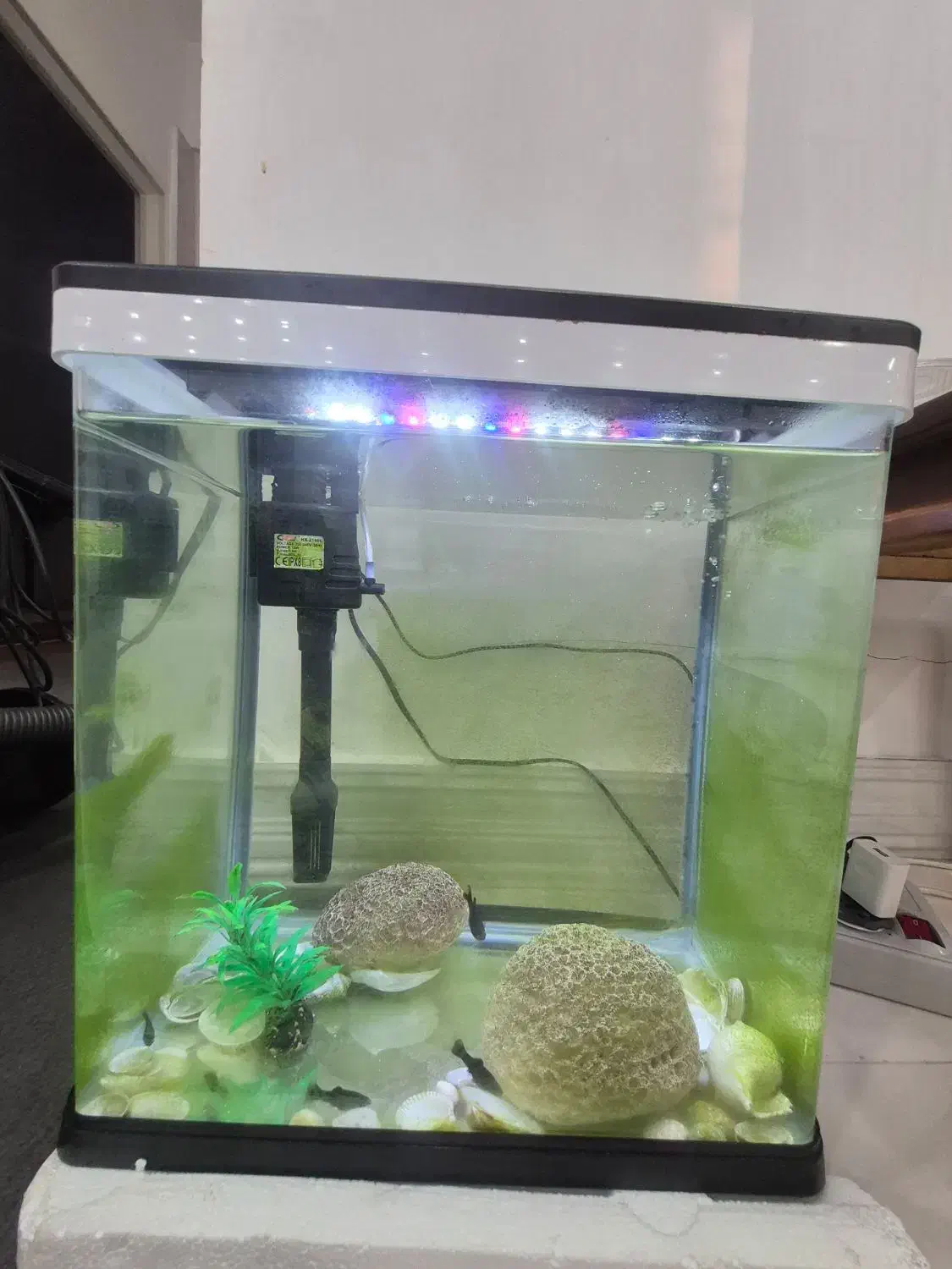 آکواریوم|ماهی|بندر کنگان, |دیوار