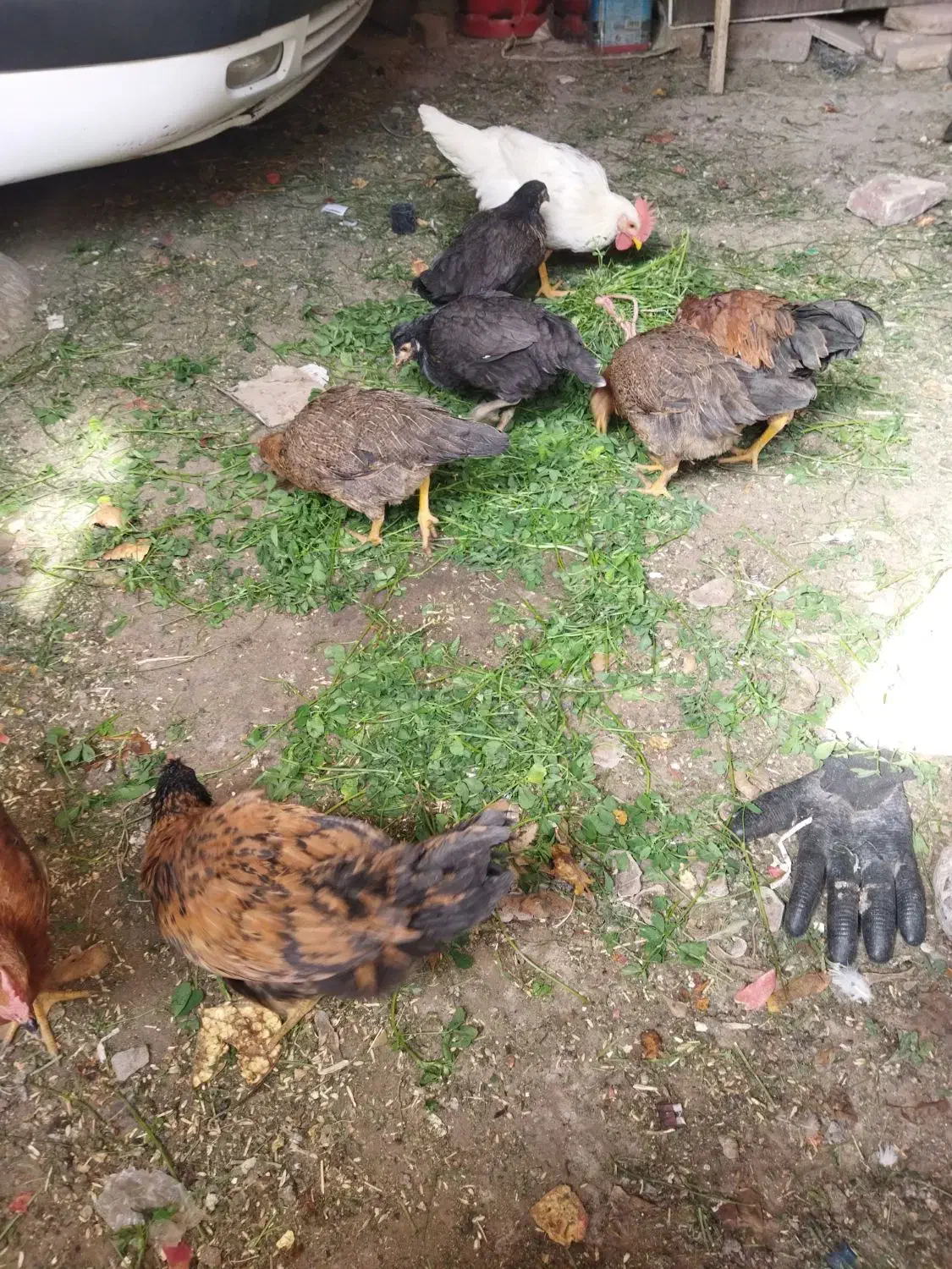 فروش مرغ|حیوانات مزرعه|سیرجان, |دیوار