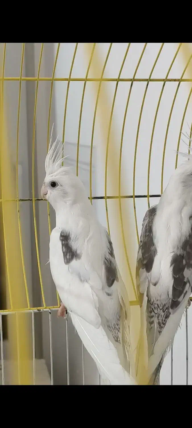 عروس هلندی دوکت راهب گرینچک|پرنده|شیراز, شهرک والفجر|دیوار