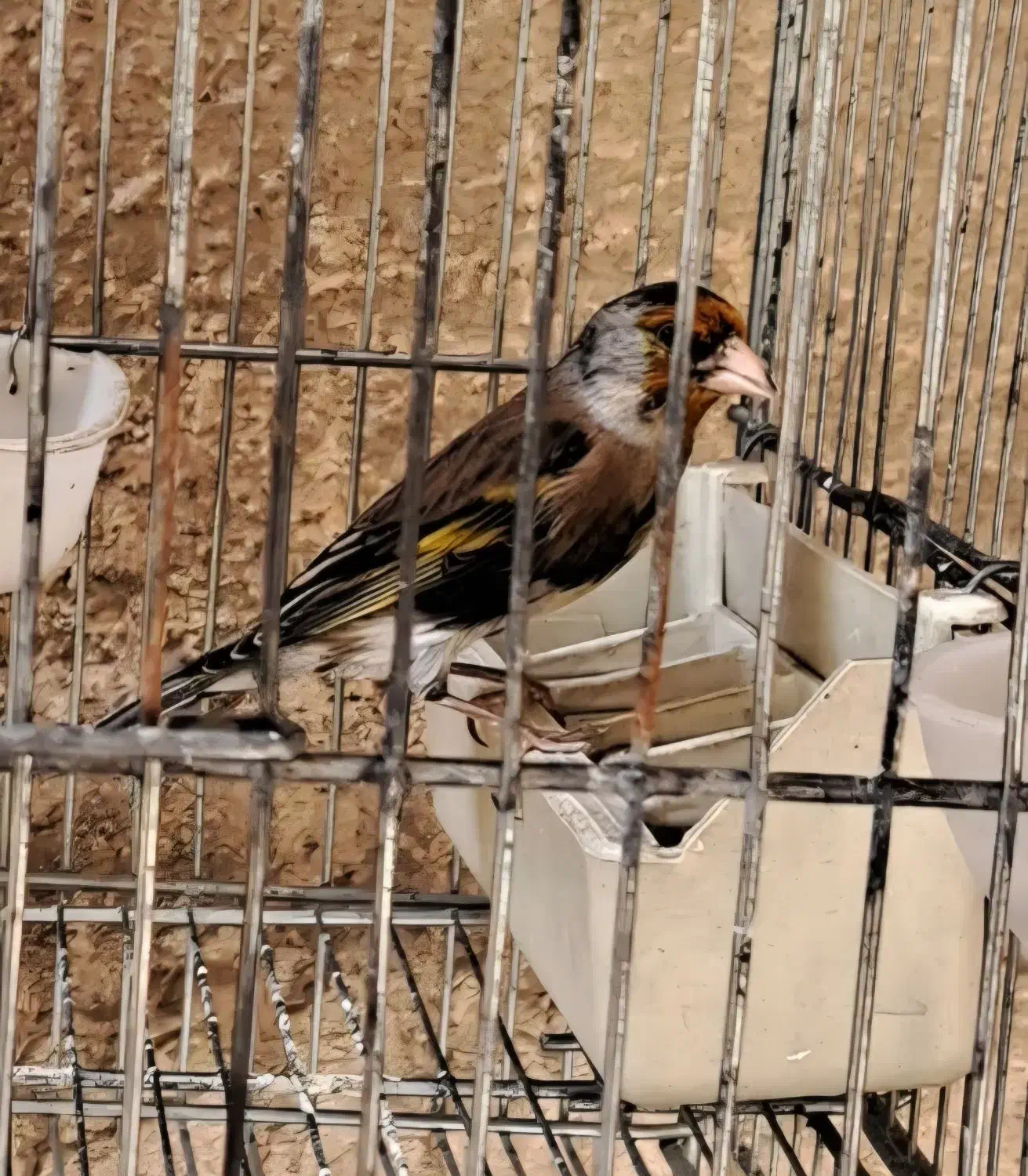 سهره قناری نقش|پرنده|ری, سیزده آبان|دیوار