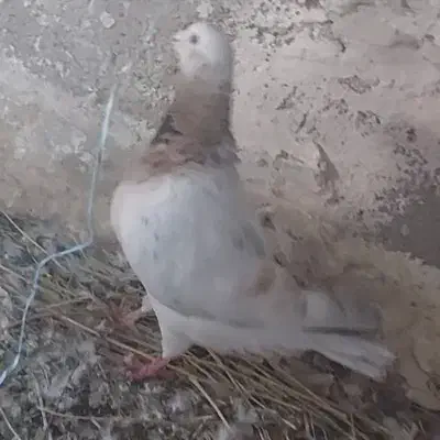 جفت700|پرنده|سلامی, |دیوار