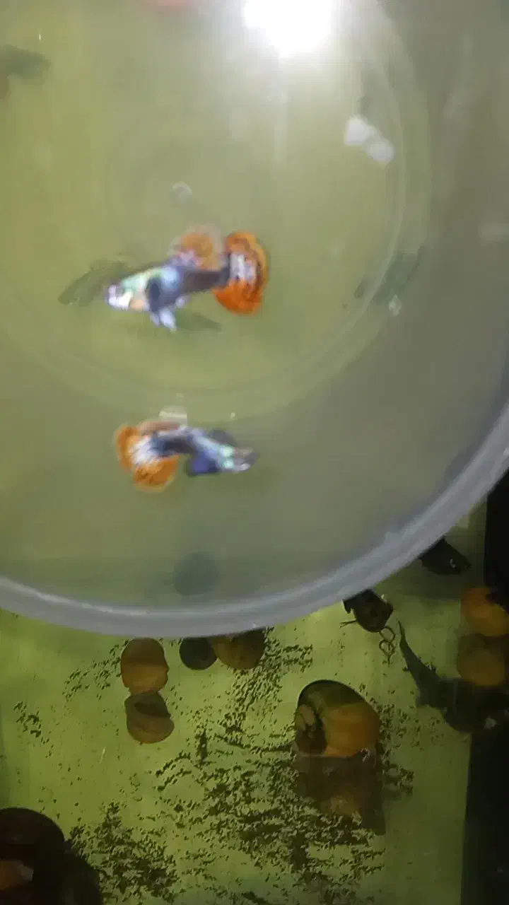 فروش ماهی زینتی|ماهی|سلماس, |دیوار