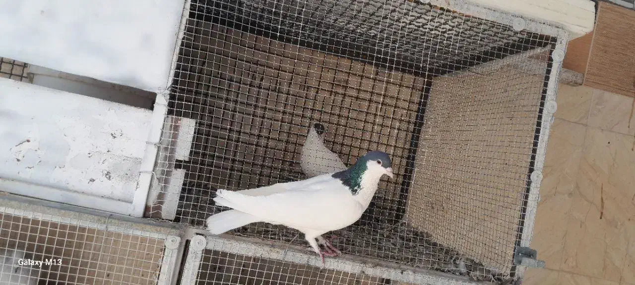 حراج کبوتر نر و ماده|پرنده|فردوس (خراسان), |دیوار