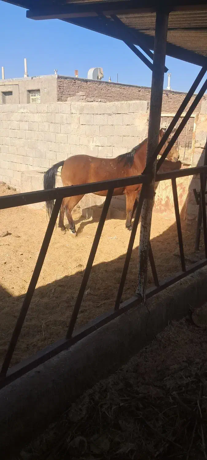 اسب عرب|اسب و تجهیزات اسب‌سواری|سبزوار, کهنه آب|دیوار
