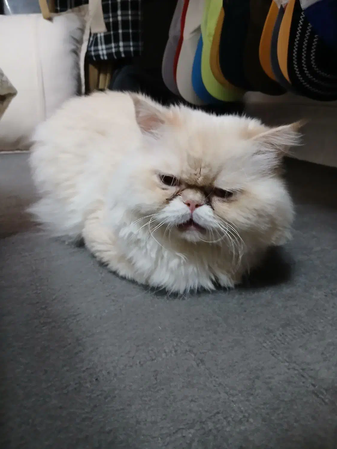 گربه پرشین سفید نر|گربه|قزوین, |دیوار