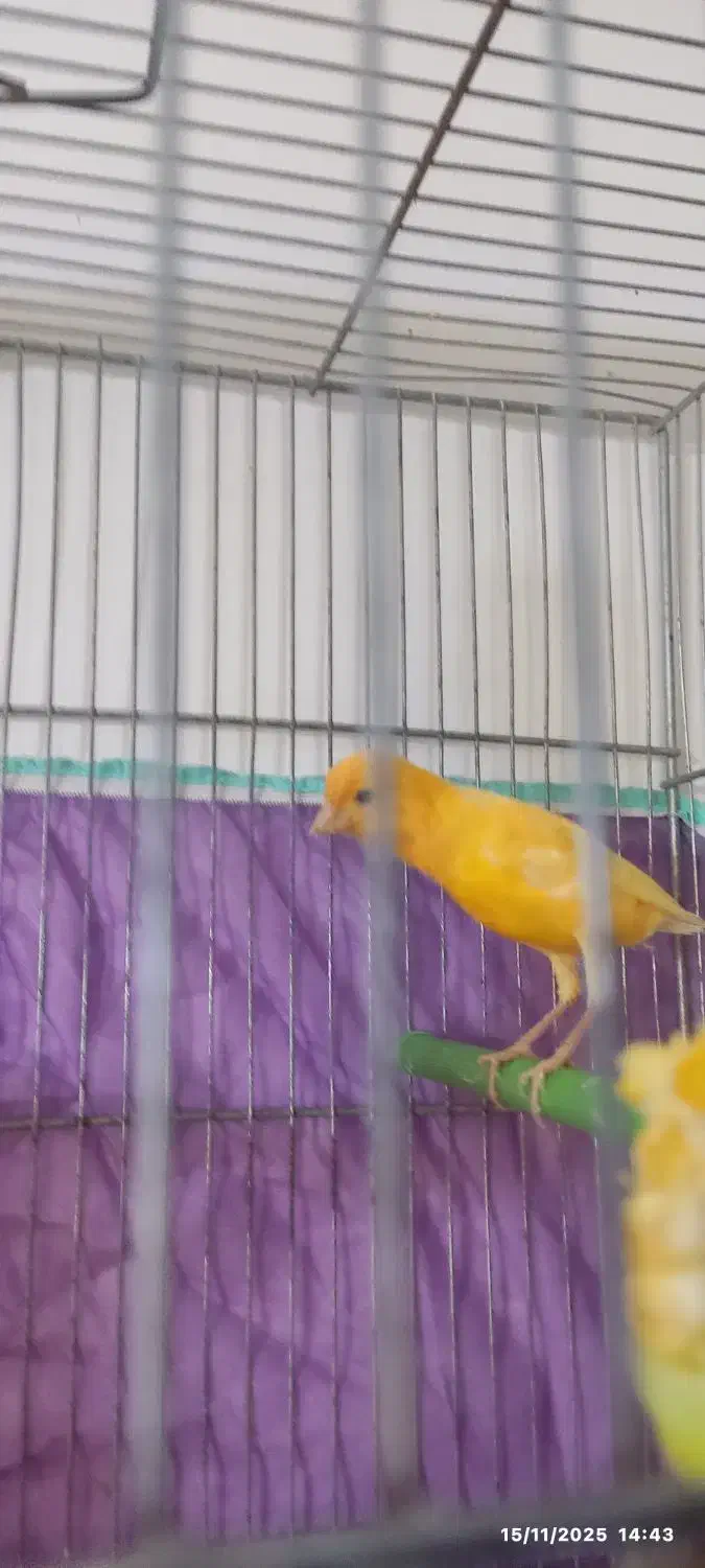 قناری پرتغالی نر تاز ه صاف کرده هر ز گاهی|پرنده|شیراز, شهرک مهرگان|دیوار