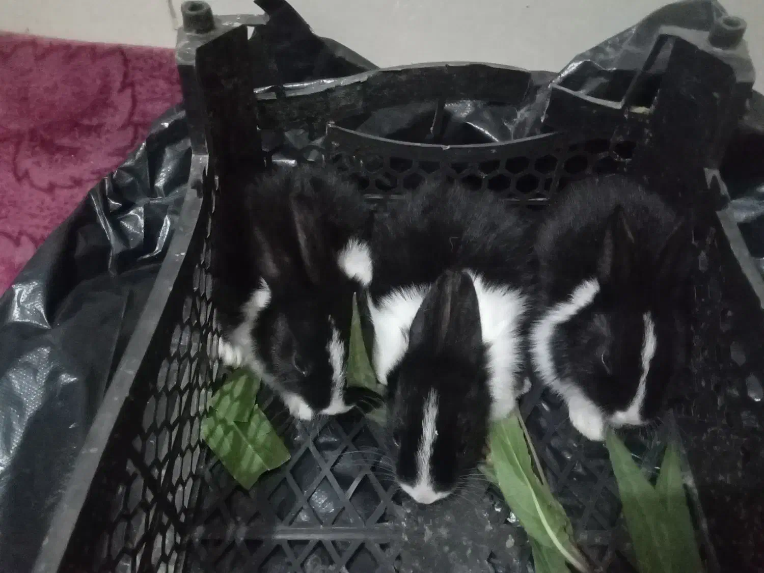 سلام بچه خرگوشک دونه ای100|موش و خرگوش|یزد, |دیوار