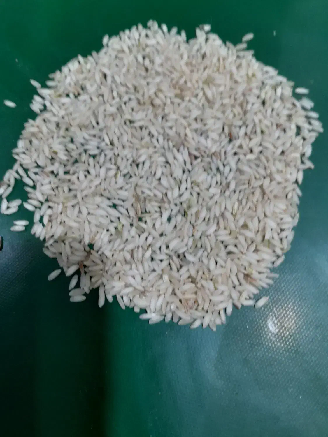 برنج عنبربو لوکس|خوردنی و آشامیدنی|شیراز, فرگاز|دیوار