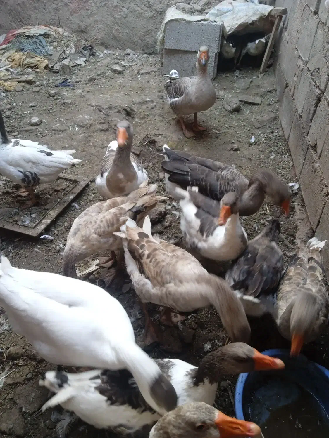 قوغاز وغازفروشی|حیوانات مزرعه|شوط, |دیوار