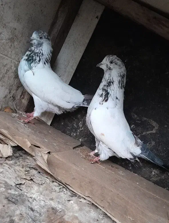 کبوتر پرشی بهشرط|پرنده|رشت, حومه رشت|دیوار