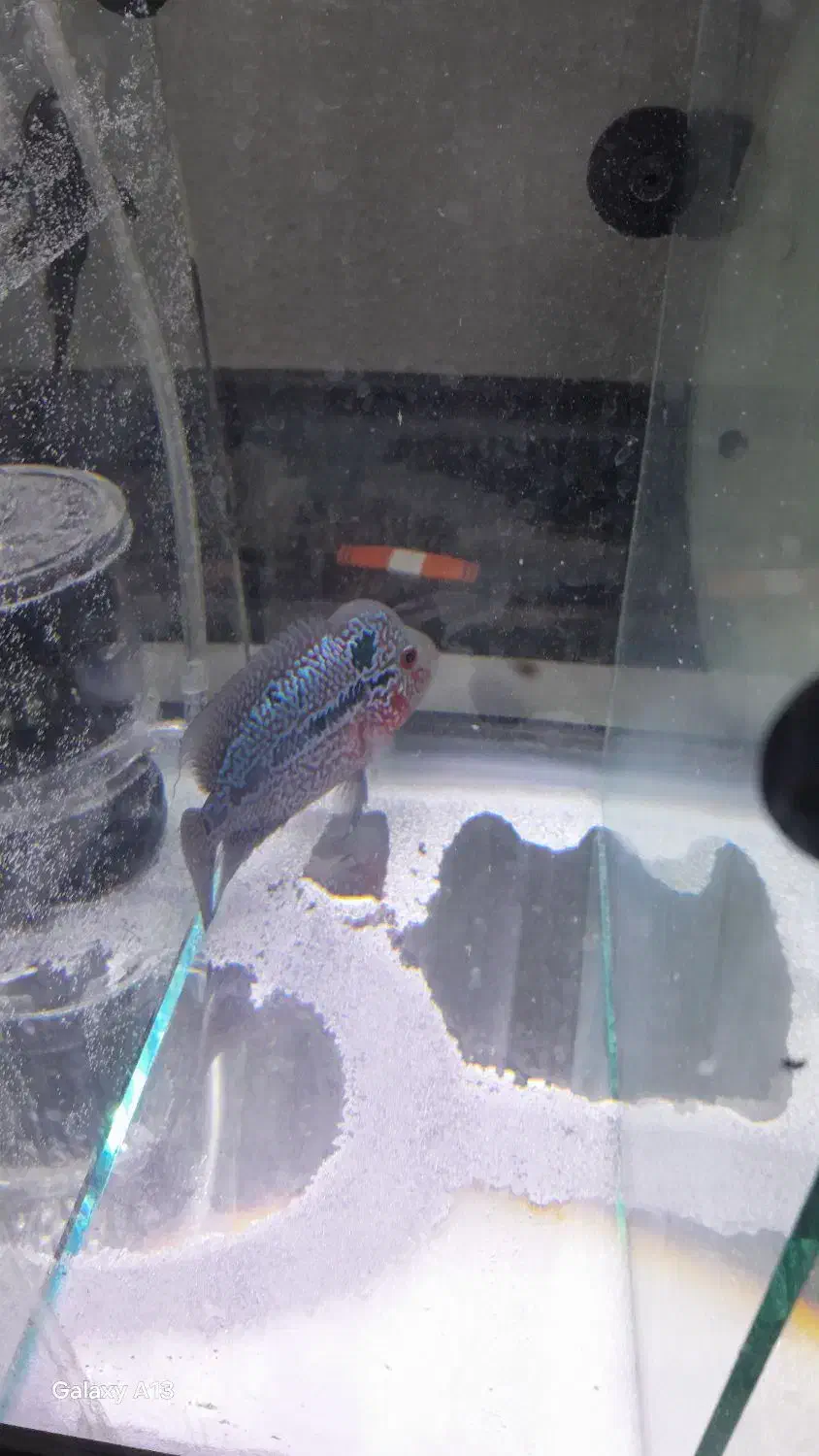 ماهی فلاور ماده|ماهی|شاهینشهر, شهرک گلدیس|دیوار