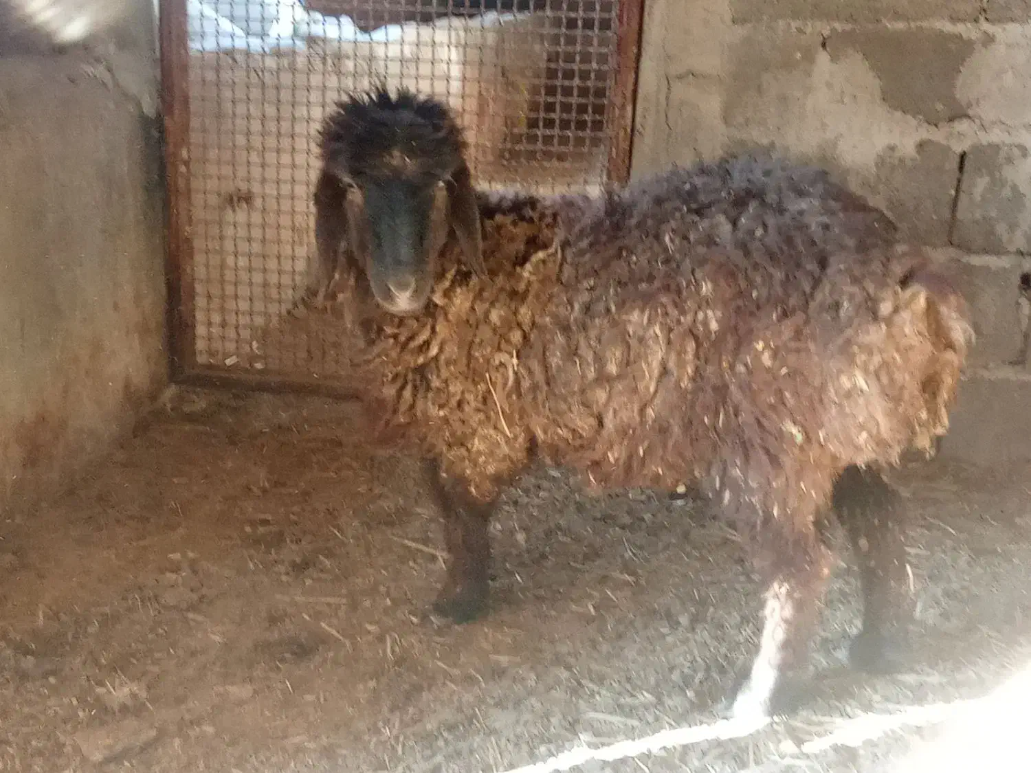 بره ماده|حیوانات مزرعه|قوچان, |دیوار