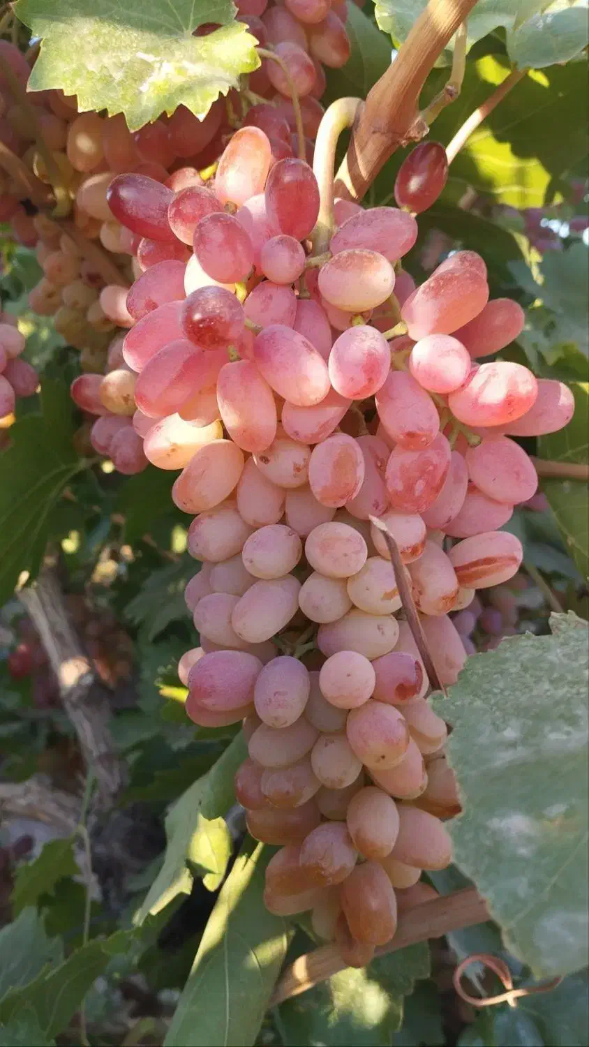 گیاه مو و موندراپ و مویز و سایر....|گل و گیاه طبیعی|تهران, آزادشهر|دیوار