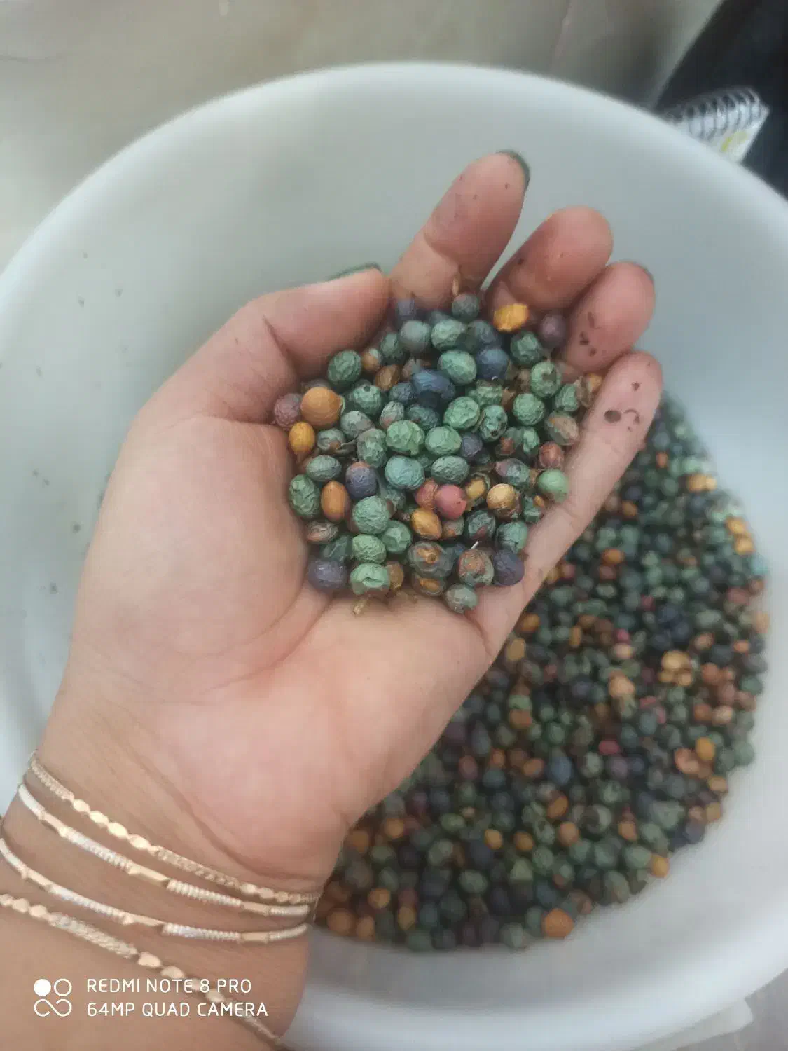بنه سبزو درشت|خوردنی و آشامیدنی|شیراز, عادل آباد|دیوار