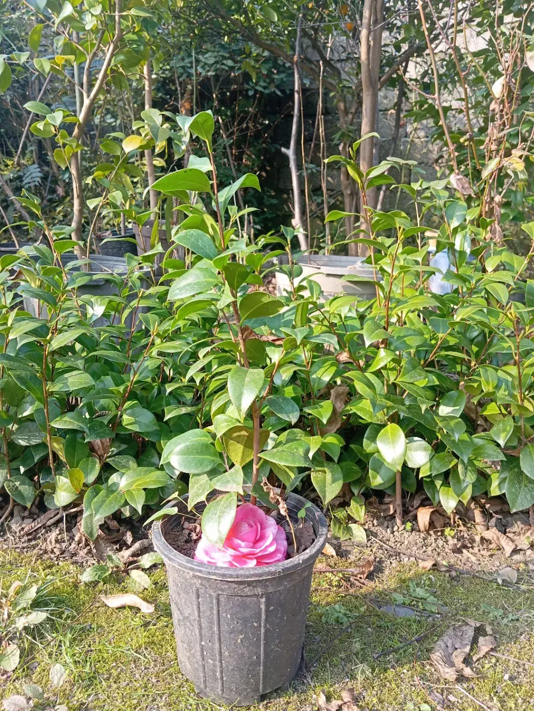 کاملیا|گل و گیاه طبیعی|چابکسر, |دیوار