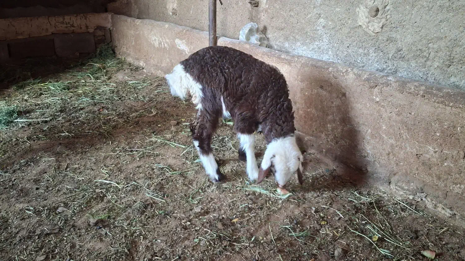 برهد|حیوانات مزرعه|گناباد, |دیوار