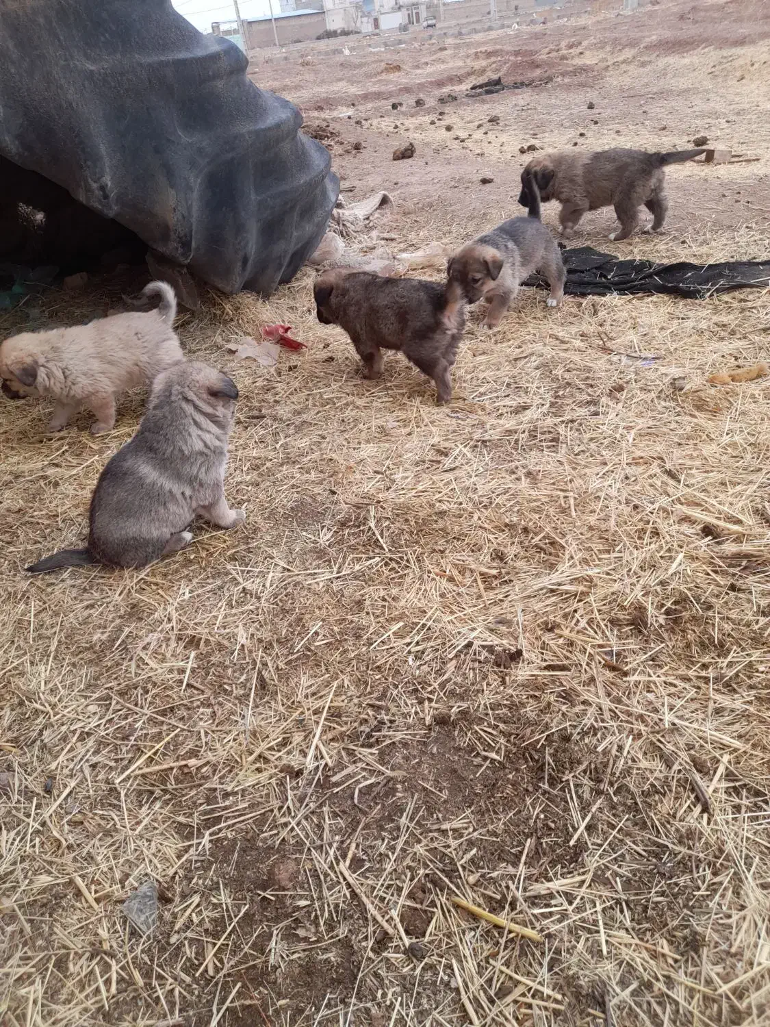 توله سگ های سرابی اصل|سگ|تاکستان, |دیوار