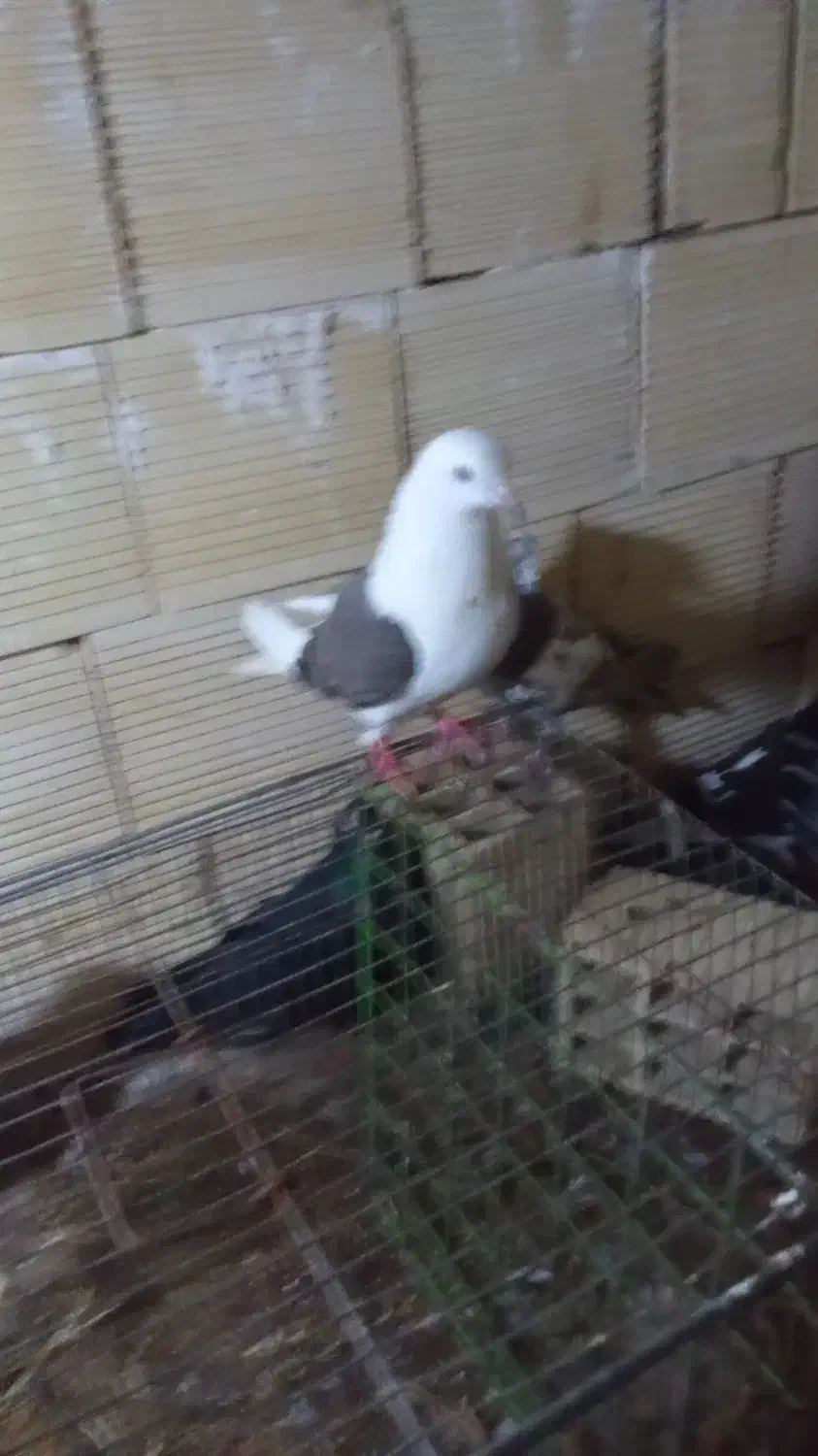 ۱۲عدد کیوتر توقی پرشی دوبر اصل به فروش|پرنده|آستارا, |دیوار