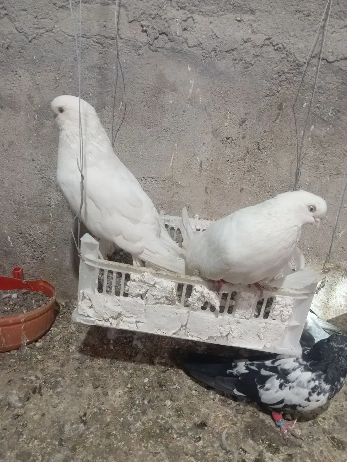 یک جفت کبوتر سفید|پرنده|میانه, |دیوار