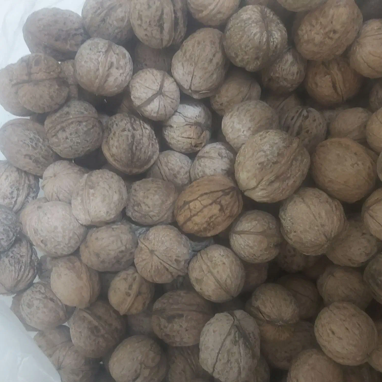 گردوی امسال درجه یک|خوردنی و آشامیدنی|تهران, شهرآرا|دیوار