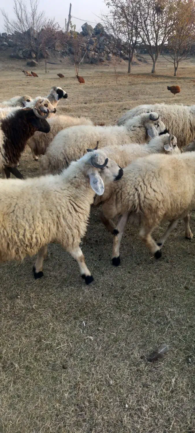 تعدادی از بره نر|حیوانات مزرعه|ماکو, |دیوار