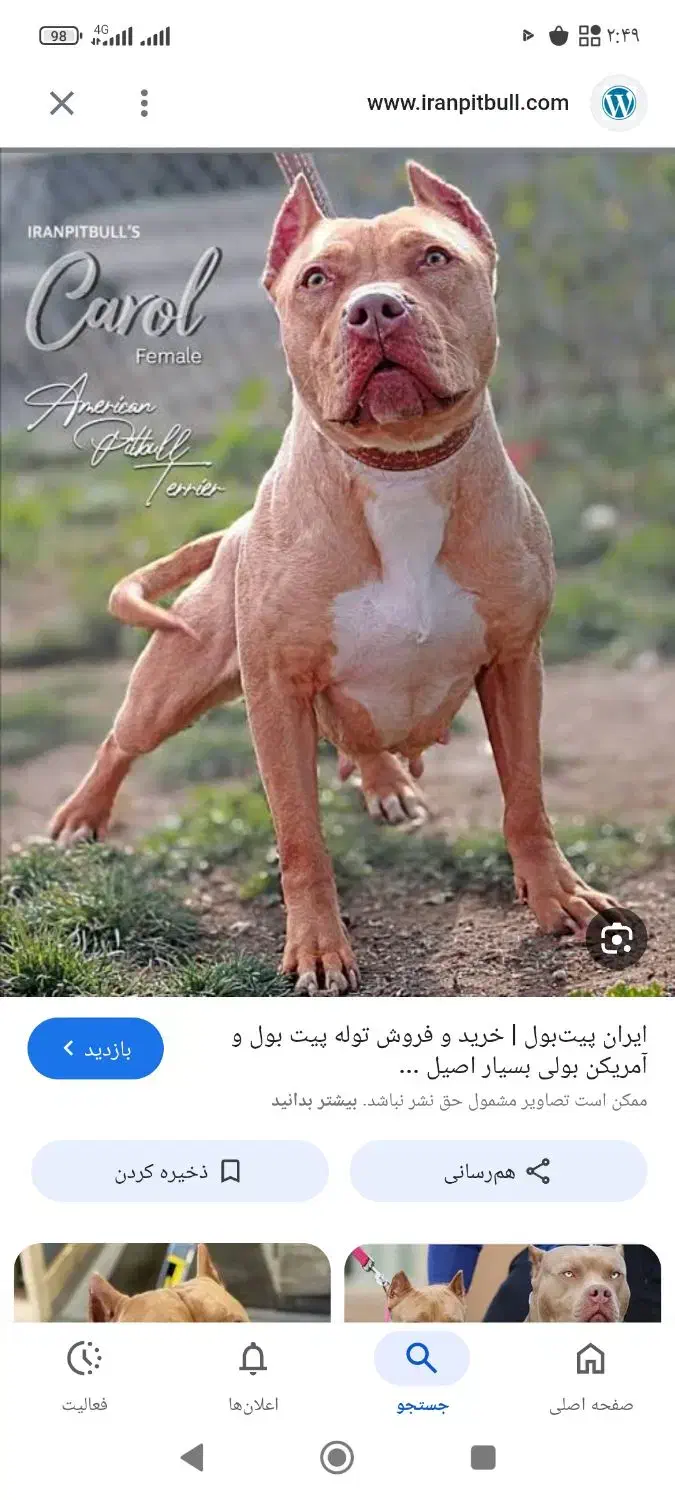 خریدار سگ. معاوضه با پرنده|سگ|مشهد, کوی سیدی|دیوار