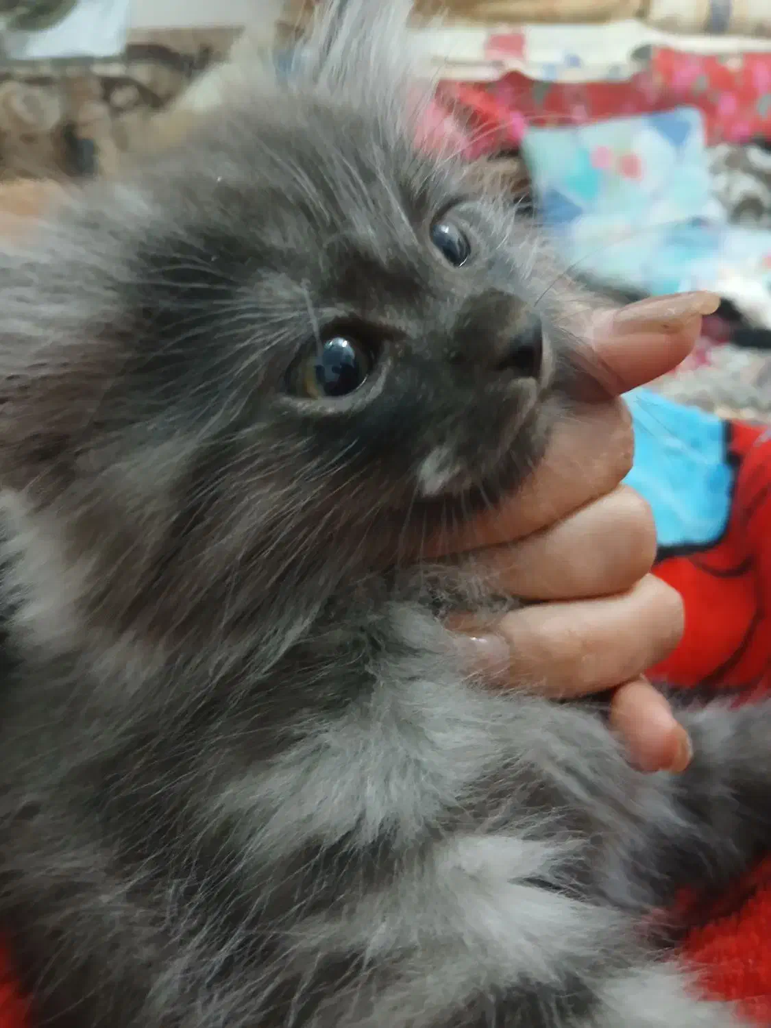 بچه گربه|گربه|زاهدان, |دیوار