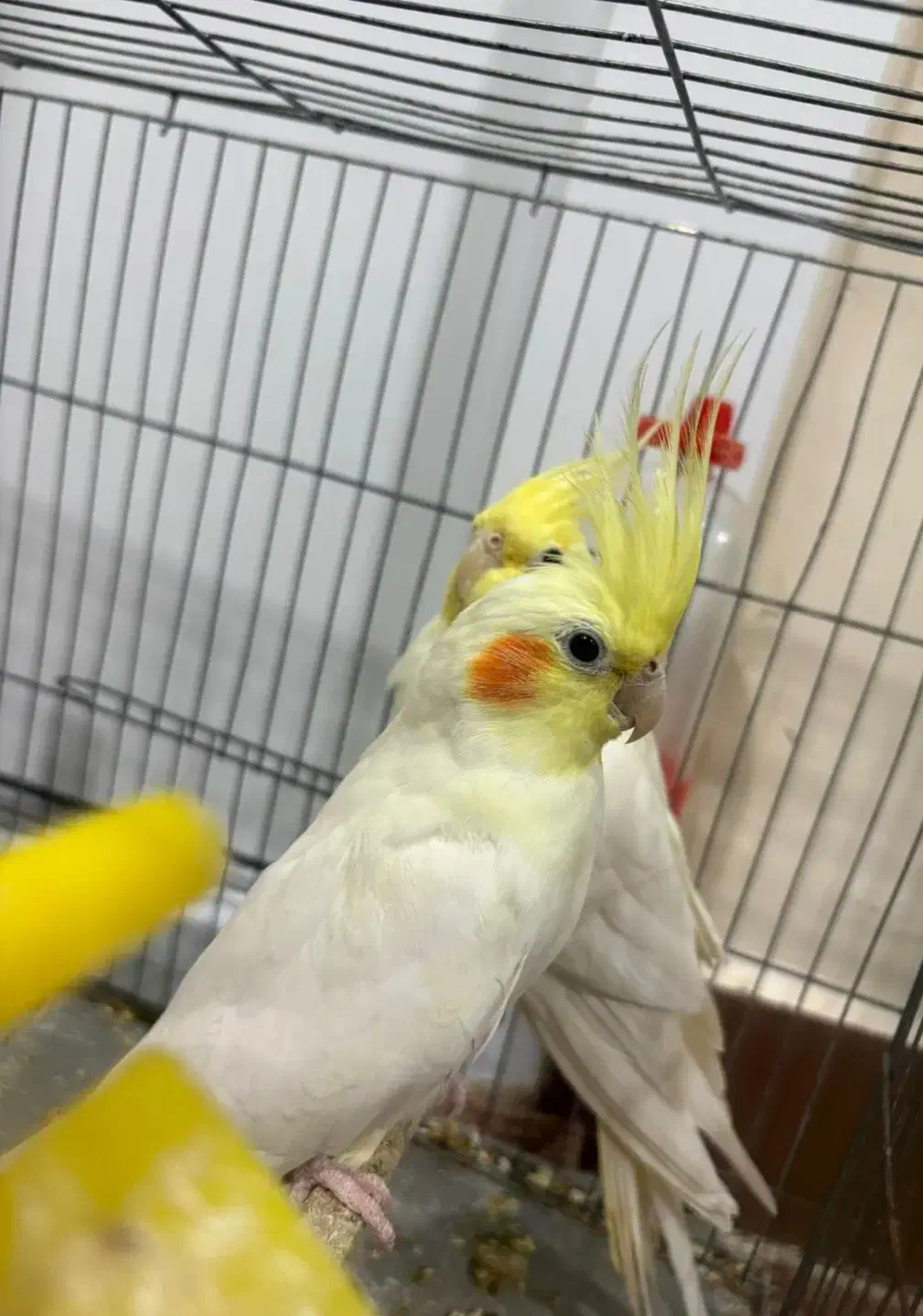 عروس هلندی|پرنده|مسجد سلیمان, |دیوار