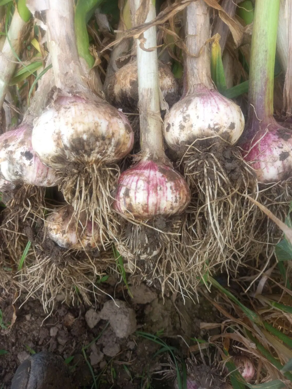 سیر محلی|خوردنی و آشامیدنی|خان ببین, |دیوار