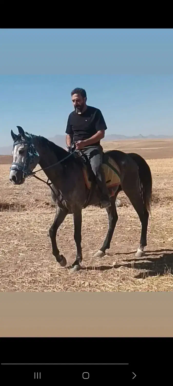 اسب سیلمی کردنژادولی عهددوازده امامی|اسب و تجهیزات اسب‌سواری|چهاردولی, |دیوار