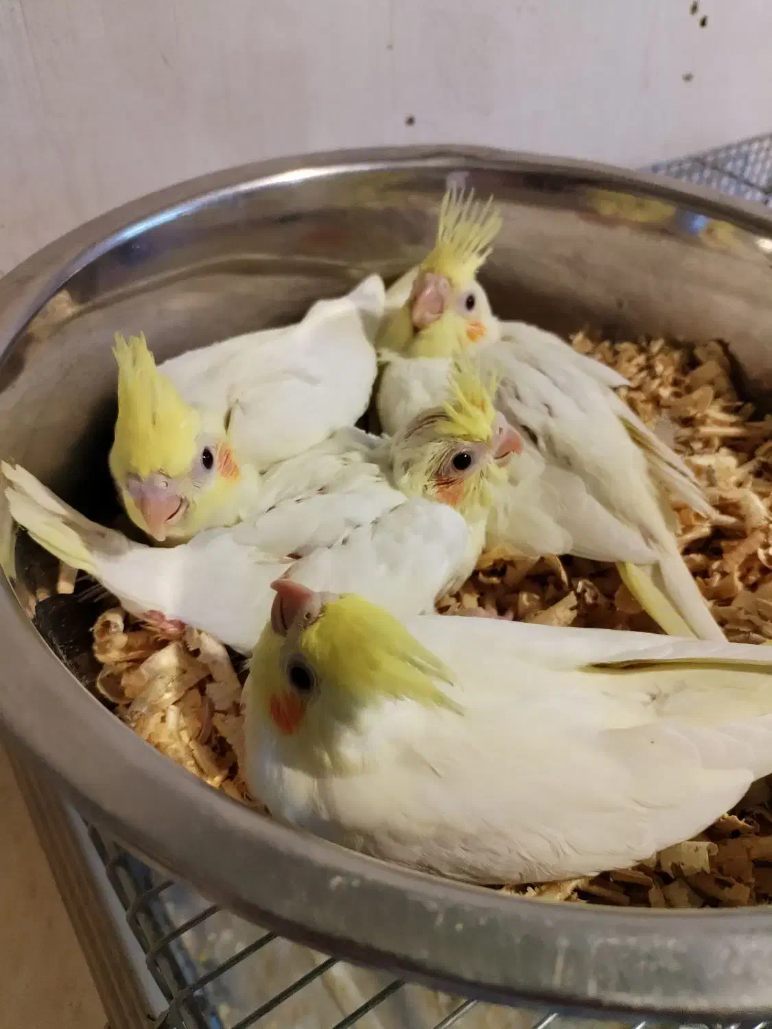 جوجه عروس لوتینو سرلاکی|پرنده|بوکان, |دیوار