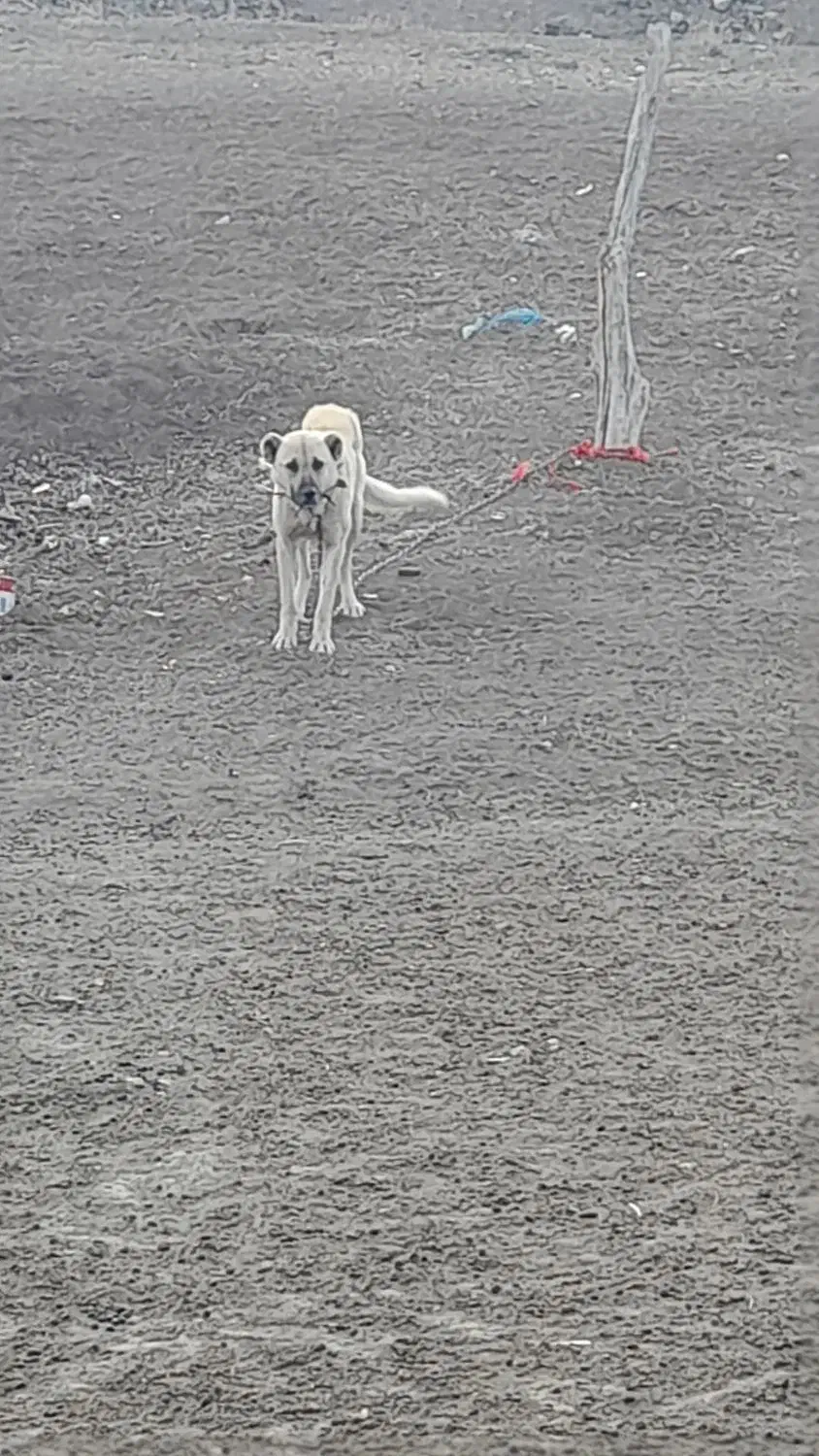 سگ گله|سگ|نمین, |دیوار