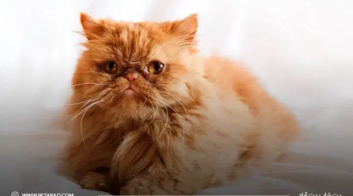 گربه پرشین ماده/فقط ۳تومن|گربه|اردبیل, |دیوار