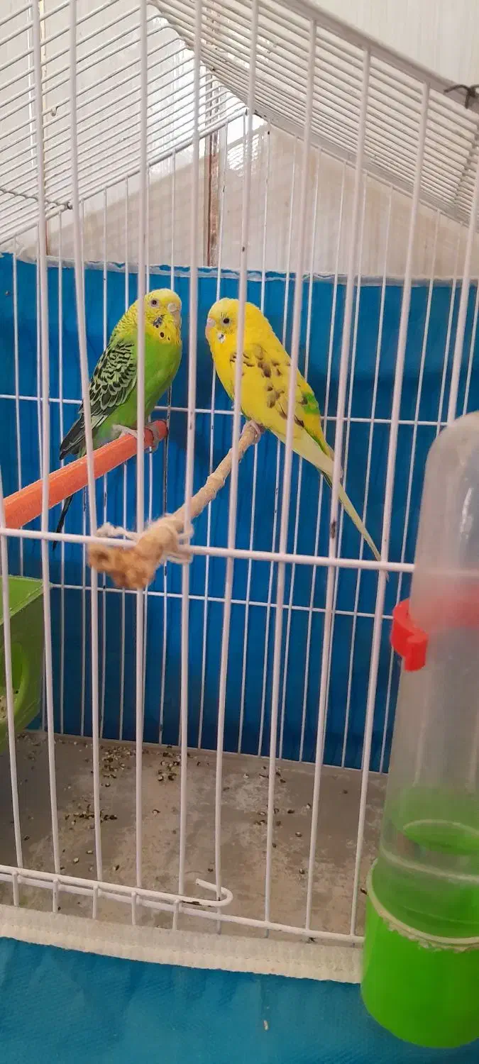 مرغ عشق نر وماده صحیح وسالم|پرنده|اندیکا, |دیوار