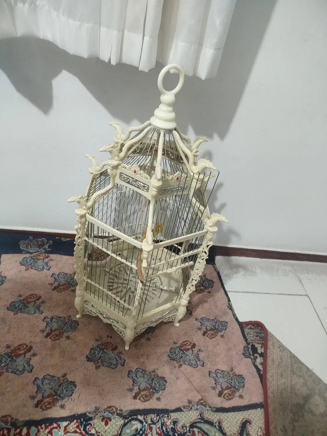 طوطی برزیلی|پرنده|رباط‌کریم, مسکن مهر آبشناسان|دیوار